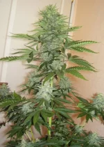 Skunk 1 Dutch Passion Seed company V2C