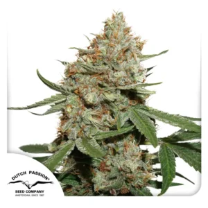 Skunk 11 Dutch Passion Seed company