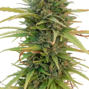 Dutch Passion Skunk #11