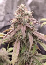 Skywalker Haze Dutch Passion Seed company v2B