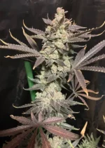 Skywalker Haze Dutch Passion Seed company v2C