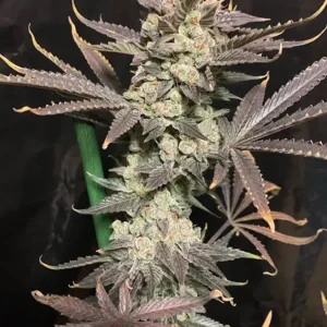 Dutch Passion Skywalker Haze