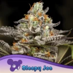 Anesia Seeds Auto Sleepy Joe® - 3 Stück