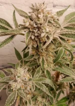 Slush Mint Cake fem 2025 Dutch Passion 568x800 A