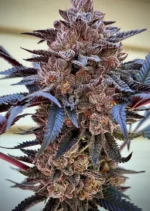 Slush Mint Cake fem 2025 Dutch Passion 568x800 B