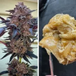 Slush Mint Cake fem 2025 Dutch Passion C