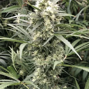 Dutch Passion Snow Bud