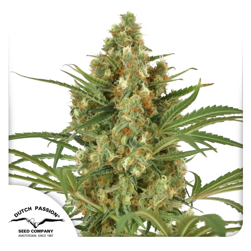 Snow Bud Dutch Passion Seed company