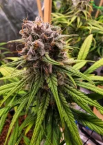 Strawberry Cough Dutch Passion Seed company v2B