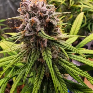 Dutch Passion Strawberry Cough