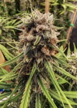 Strawberry Cough Dutch Passion Seed company v2D