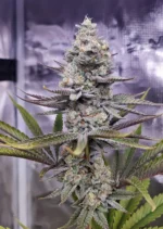 Sugar Bomb Punch Dutch Passion Seed company v2B