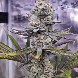 Sugar Bomb Punch Dutch Passion Seed company v2B