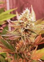 Sugar Bomb Punch Dutch Passion Seed company v2C