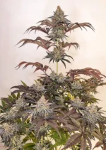 Sugar Bomb Punch Dutch Passion Seed company v2D