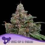 Anesia Seeds Sun of a Peach - 3 Stück