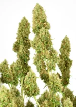 THC Victory Dutch Passion Seed company v2B