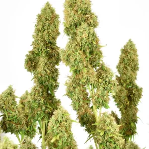 THC Victory Dutch Passion Seed company v2B