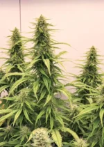 THC Victory Dutch Passion Seed company v2C