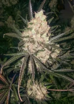 The Ultimate Dutch Passion Seed company v2B