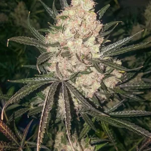 The Ultimate Dutch Passion Seed company v2B