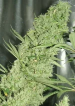 The Ultimate Dutch Passion Seed company v2C