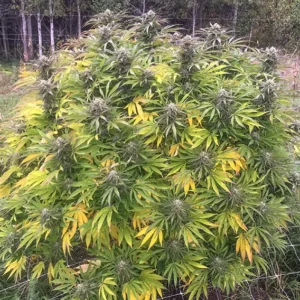 Think Fast Dutch Passion Seed company v2B