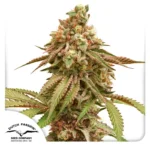Tropical Tangie Dutch Passion Seed Company 800x800