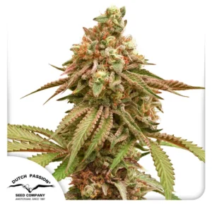 Tropical Tangie Dutch Passion Seed Company 800x800