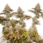 Tropical Tangie plant dutch passion seed company
