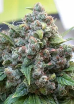 White Widow Dutch Passion Seed company v2B