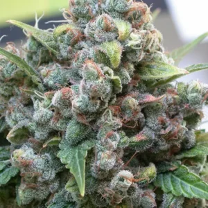 White Widow Dutch Passion Seed company v2B