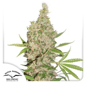 Dutch Passion White Widow X The Ultimate®