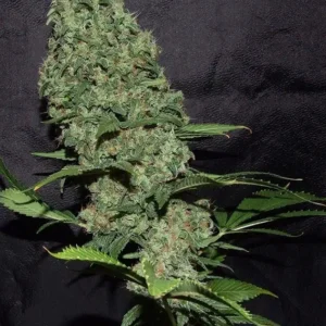 Dutch Passion White Widow X The Ultimate®