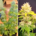 super mad sky floater 02