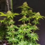 super mad sky floater 03