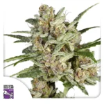 super mad sky floater