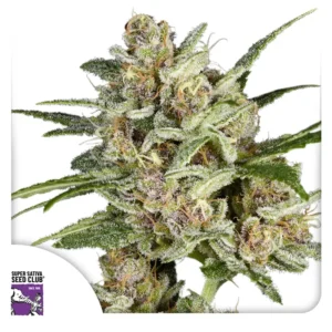 super mad sky floater