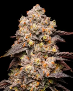 Cookies Seeds Dried Fruit 3 Stück