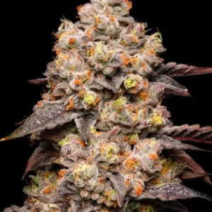 Cookies Seeds Dried Fruit 3 Stück