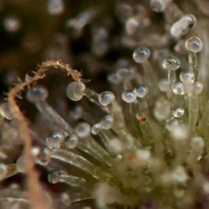 Hanfjack Seeds Mimimi Auto – 3 Seeds