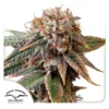 Dutch Passion Auto Kingston Punch 3er Pack - neu 2026