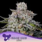 Anesia Seeds Chaos Cake Auto - 3 Stück