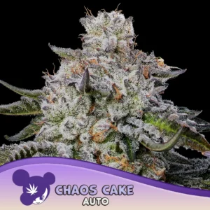 Anesia Seeds Chaos Cake Auto - 3 Stück