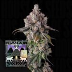 Compound Genetics 90 Proof 3er Pack