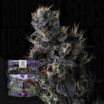 Compound Genetics Giggin' Grapes 3er Pack