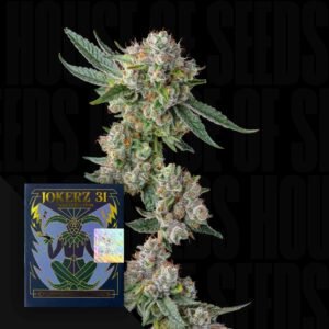 Compound Genetics Glue31 3er Pack