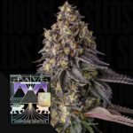 Compound Genetics Kumamotoz 3er Pack