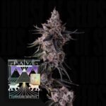 Compound Genetics Lemon Cherry Pavé 3er Pack