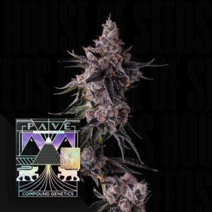 Compound Genetics Lemon Cherry Pavé 3er Pack